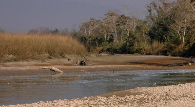 Mugger Crocodile, Royal Chitwan NP