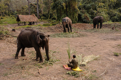 Befriended Elephants, Royal Chitwan NP