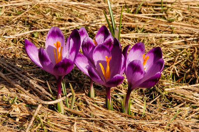 Crocuses, Kojsowka