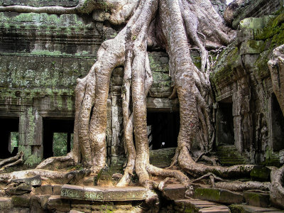 Ta Prohm, Angkor