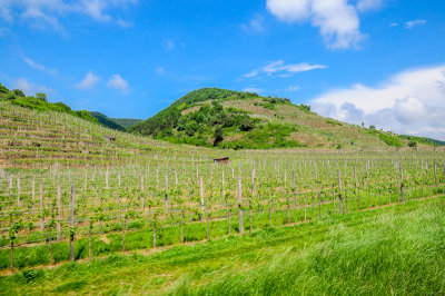 Vineyards between Spitz and Drnstein