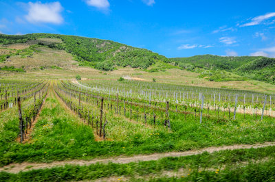 Vineyards between Spitz and Drnstein