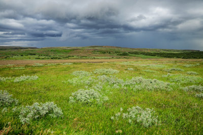 Meadow near Gullfoss