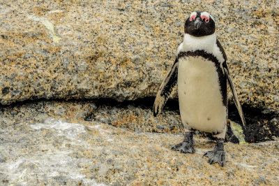 Posing, Boulders Beach