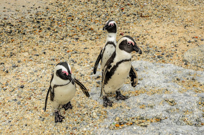 Nosy Guys, Boulders Beach
