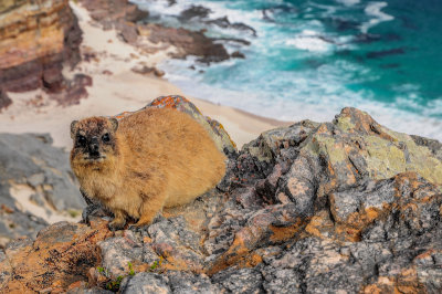 Dassie, Cape of Good Hope