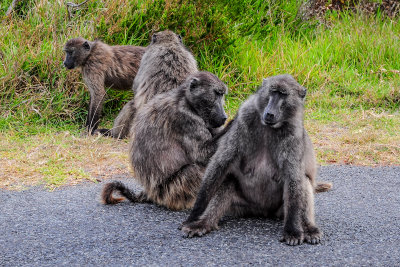 Baboons, Cape Peninsula