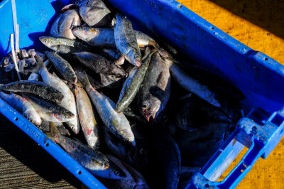 Fish Market, Kalk Bay