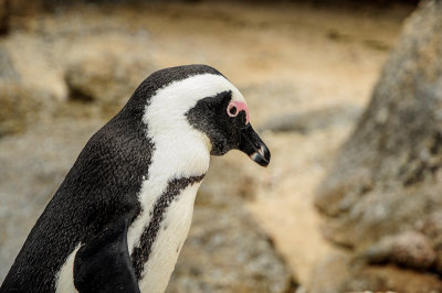 Shy, Boulders Beach