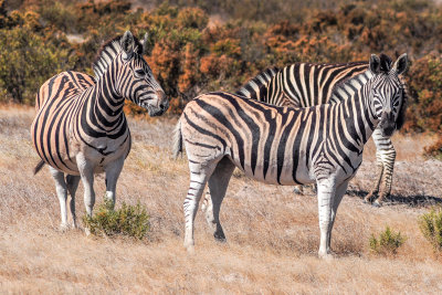 Zebras, !Kwa ttu