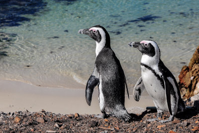 African Penguins, Betty's Bay