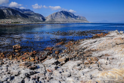 African Penguin colony, Betty's Bay