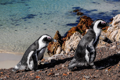 African Penguins, Betty's Bay