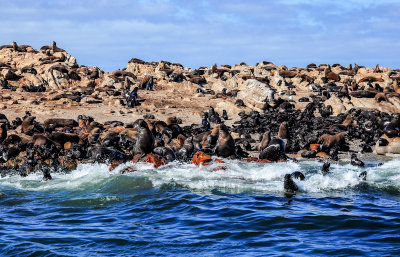 Seal colony, Dyer Island
