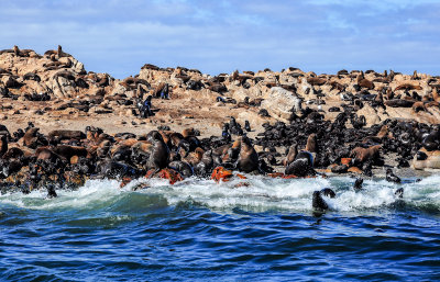 Seal colony, Dyer Island