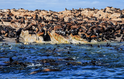 Seal colony, Dyer Island