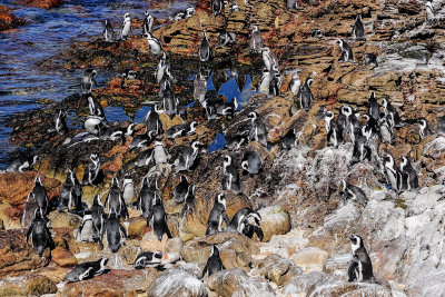 African Penguin colony, Betty's Bay