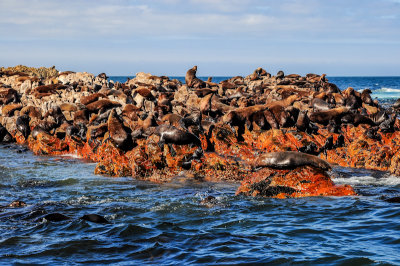 Seal colony, Dyer Island