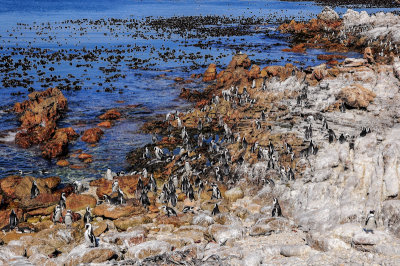 African Penguin colony, Betty's Bay