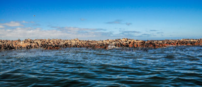 Seal colony, Dyer Island