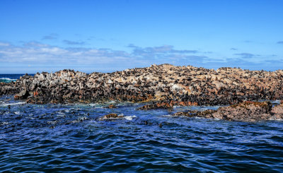 Seal colony, Dyer Island