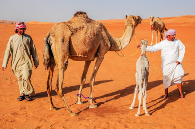 Boys and camels, Wahiba Sands
