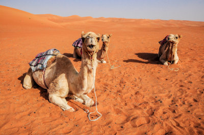 Camels, Wahiba Sands