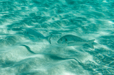Blue Lagoon, Comino Island