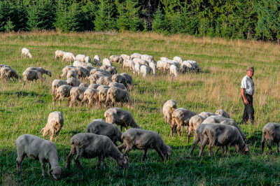 Shepherd Jzek with his herd, Molkwka