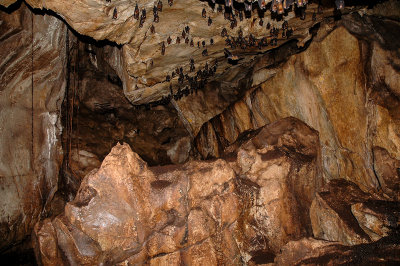 Gua Telinga Cave, Taman Negara NP