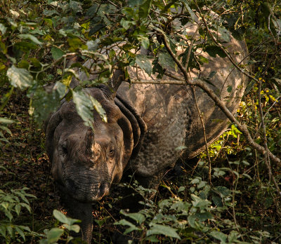 Indian Rhinocero, Royal Chitwan NP