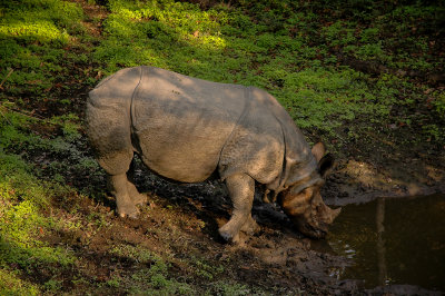 Indian Rhinocero, Royal Chitwan NP