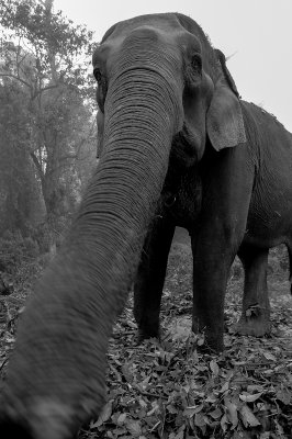 Befriended Elephant, Royal Chitwan NP