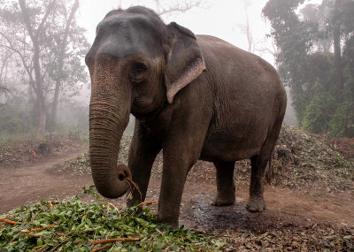 Befriended Elephant, Royal Chitwan NP