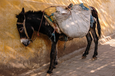 Medina of Fez, Fes