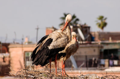 Storck, El Badi Palace Ruins in Marrakech