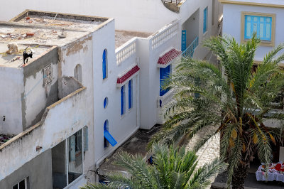 Les chiens qui faisaient du parkour, Medina of Sousse