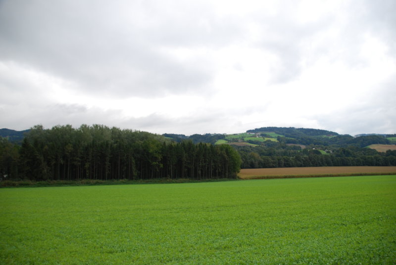 Green fields near Ottensheim
