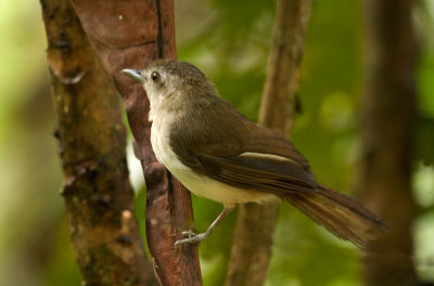 Sooty Capped Babbler