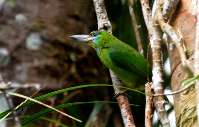 Red Throated Barbet