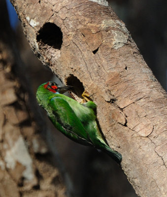 Blue Eared Barbet