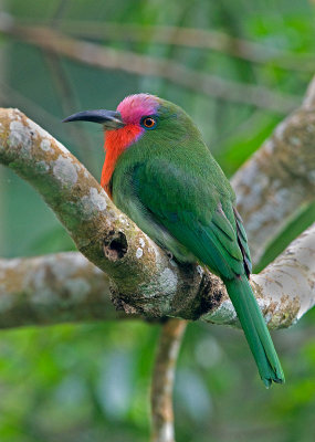 red_bearded_beeeater