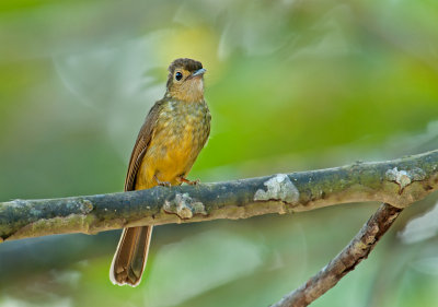 hairy_backed_bulbul
