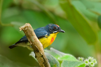 crimson_breasted_flowerpeck