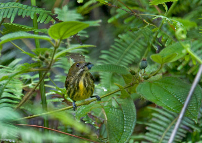 yellow_breasted_flowerpecker