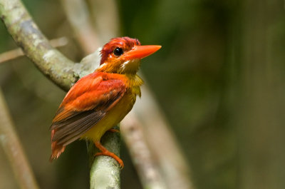rufous_backed__kingfisher