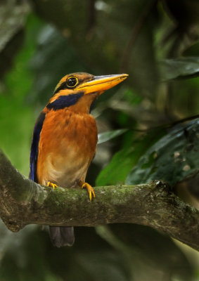 rufous_collared_king_fisher