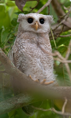 barred_eagle_owl