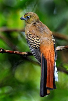 Orange Breasted Trogon