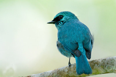 verditer_flycatcher